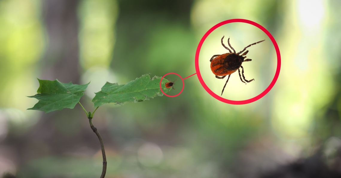 Tick Safety 101 :: The Health Plan